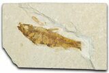 Bargain, Fossil Fish (Knightia) - Wyoming #345474-1